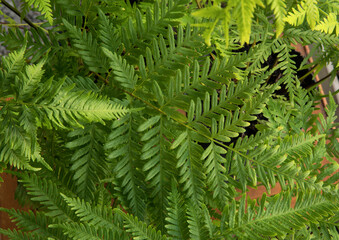 Exotic flora. Natural texture and pattern. Closeup view of Pteris tremula, also known as Australian brake fern, beautiful green fronds and foliage.