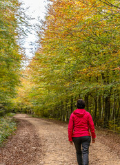 Fototapeta premium young woman walking among beech trees in autumn