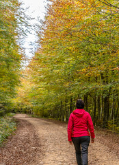 young woman walking among beech trees in autumn
