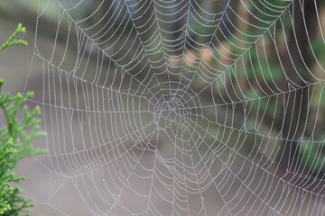 Spider webs with dew