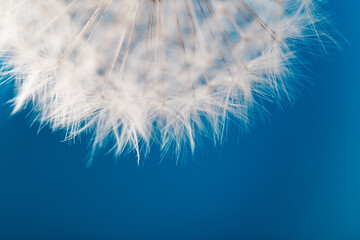 Soft close-up dandelion seeds. Delicate blue and white backdrop