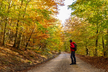 Fototapeta premium young woman walking with a backpack among beech trees in autumn with red sportswear