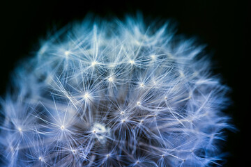 Beautiful fluffy dandelion flower close up on dark background