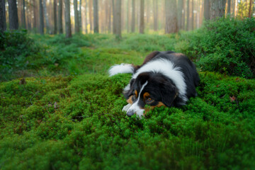 Naklejka na ściany i meble dog in a pine forest. Australian Shepherd in nature. sunny Landscape with a pet. 