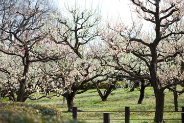 大阪城梅林の梅