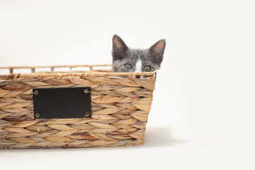 Gray and white kitten sitting inside basket with chalkboard message plate