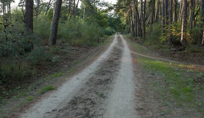 sandy road in the woods