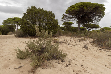 el parque nacional  de doñana, en la provincia de Huelva,  España. Naturaleza pura, con pinares, dunas, caminos de arena , vegetacion verde y animales de todas las clases