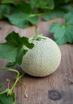Fresh picked homegrown cantaloupe on the vine