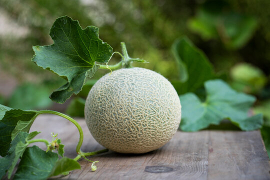 Fresh picked homegrown cantaloupe on the vine