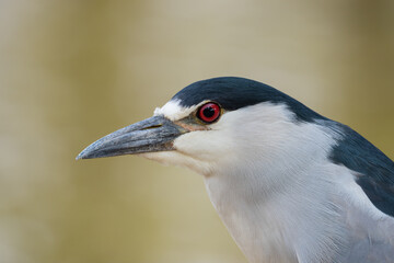 Close Savacu (Nycticorax nycticorax)
