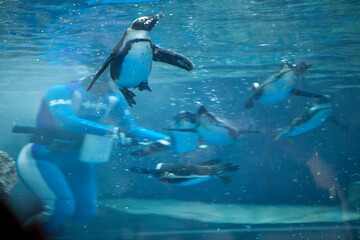 Obraz premium 泳ぐケープペンギン