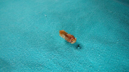 mealworms, meal worms, mealworm, meal worm | 
closeup pupa on green background.
Stages of the mealworm.
the life cycle of a mealworm.
superworms, super worms, superworm, super worm.
insect isolated