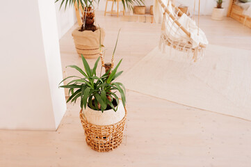 green plant in beige wicker basket in light empty exterior of the room. Stylish minimalistic Scandi interior. Growing and maintaining plants at home
