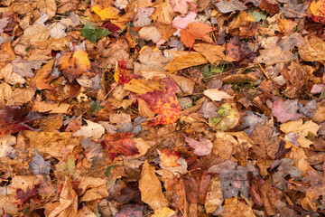 Colorful autumn leaves and trees