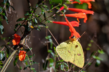 Yellow butterfly on red flowers