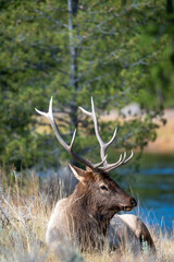 Obraz premium Bull elk resting by a river