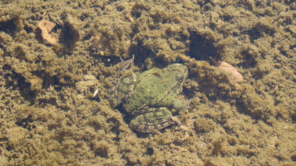 Green frog hide underwater in the pond.
A frog sitting in water.
Green frog swimming in the water.
Jumping Frog. amphibian, amphibians, animal, animals, toad, toads, wildlife, wild nature, swamp, bog.