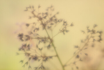 Obraz premium 花イメージ