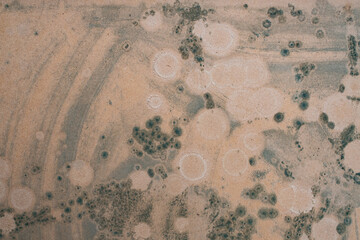 Fungus on wood, dirty background
