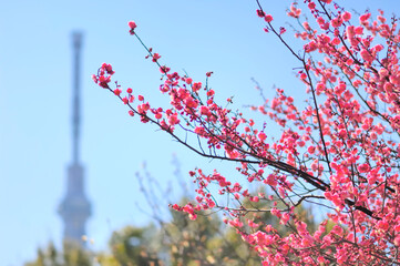 スカイツリーと梅の花