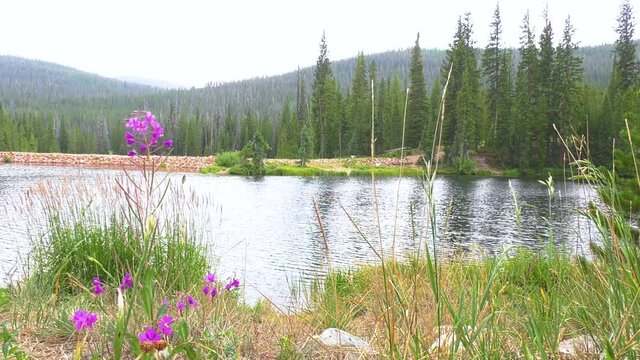 Mountain lake with flowers on a cloudy day