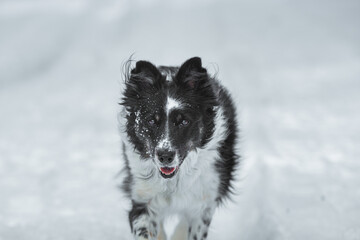 border collie in snow