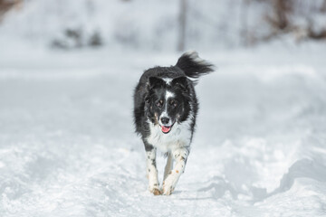 border collie playing with snow