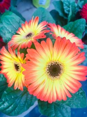 red and yellow flowers