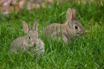 Fototapeta premium Two bunnies eating grass from a lawn.