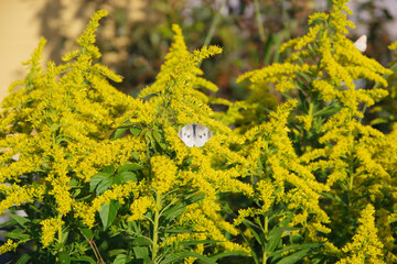 セイタカアワダチソウと蝶々