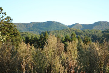 Obraz premium 山の上の小さな木の形の植物 small tree type plants on the mountain 1