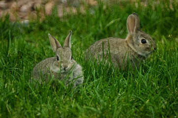 Two rabbits munching on some grass.
