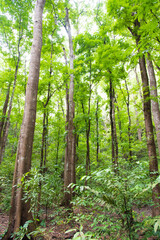 森 森林 林 植物