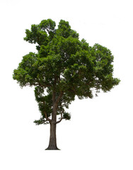 isolated tree green is located on a white background. Collection of isolated tree on white background Tropical tree