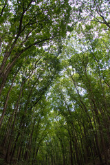 Fototapeta premium 森 森林 林 植物