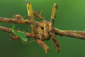 Cutter ants moving through rusted barbed wire. Photo taken in Chiriqui, Panama.