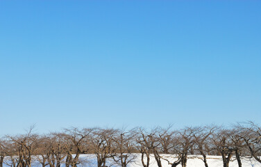 冬　桜　木　空　雪