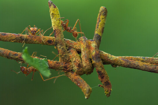 Cutter Ants Moving Through Rusted Barbed Wire. Photo Taken In Chiriqui, Panama.