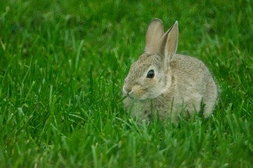 A baby bunny with grass in its mouth.