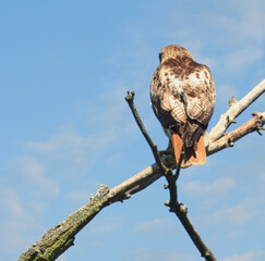 A Red-Tailed Hawk Bird of Prey Looks Over Horizon While Perched on a Tree Branch with Bright Blue Sky with a Few Whispy Clouds