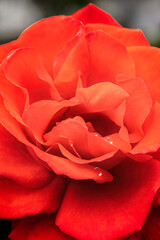 Red rose blossom with water drops