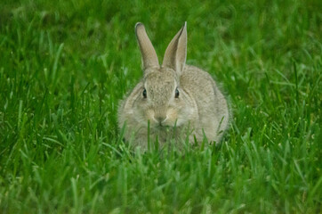Baby bunny caught eating lawn grass.