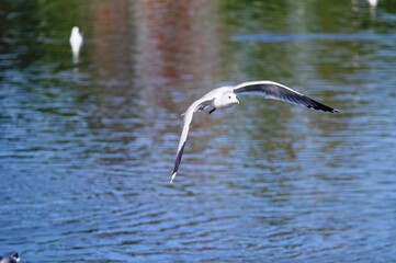 Fototapeta na wymiar California gull. Larus californicus