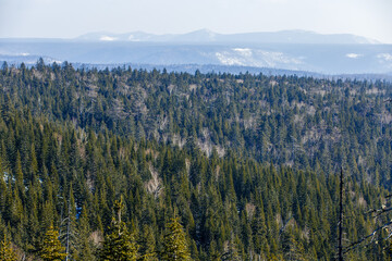 The tops of coniferous trees recede into the distance in the winter season. Cedar tops