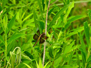 Saddlebag Dragonfly in Yellow and Black A Side View Holding onto to Stem Among Vibrant Green Leaves and Foliage on Sunny Summer Day