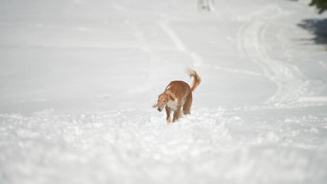 Sighthound Saluki dog running on snow towards camera in slow motion
