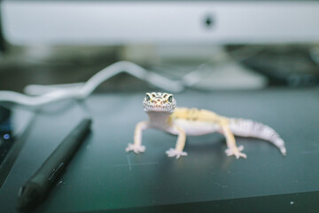 ヒョウモントカゲモドキ レオパードゲッコー 爬虫類 ヤモリ トカゲ