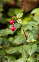 close up of Flowers with colorful background