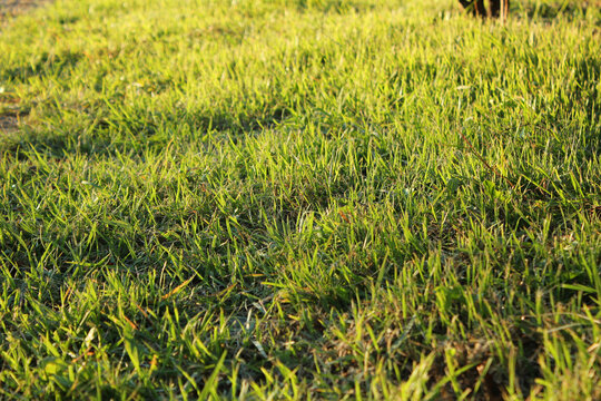Grass background closeup photo